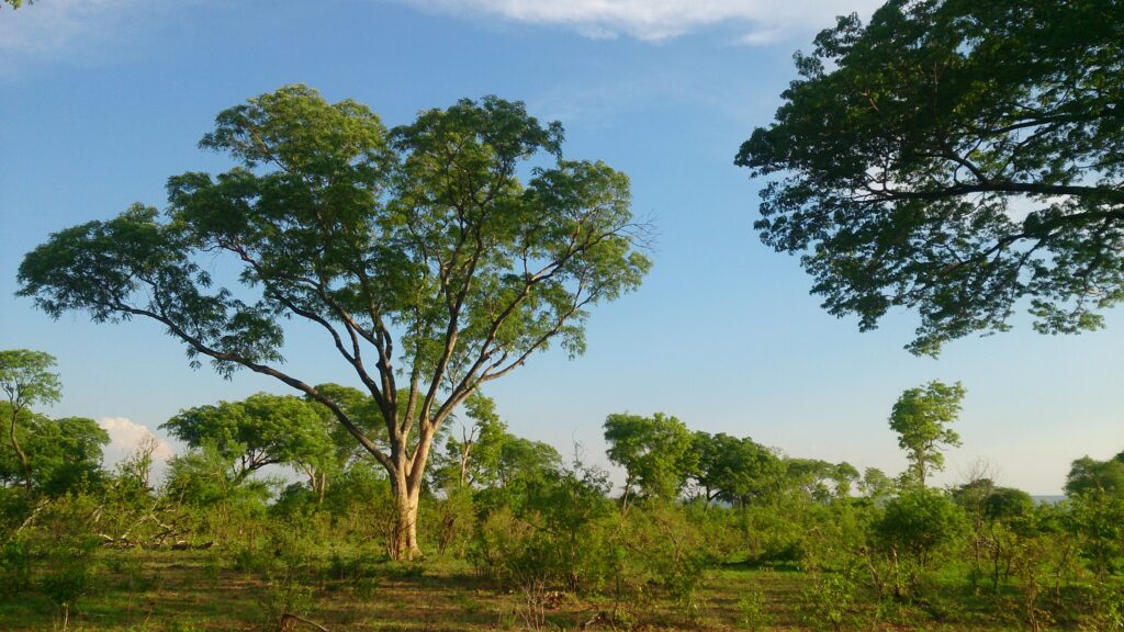 ForêtdeZambie